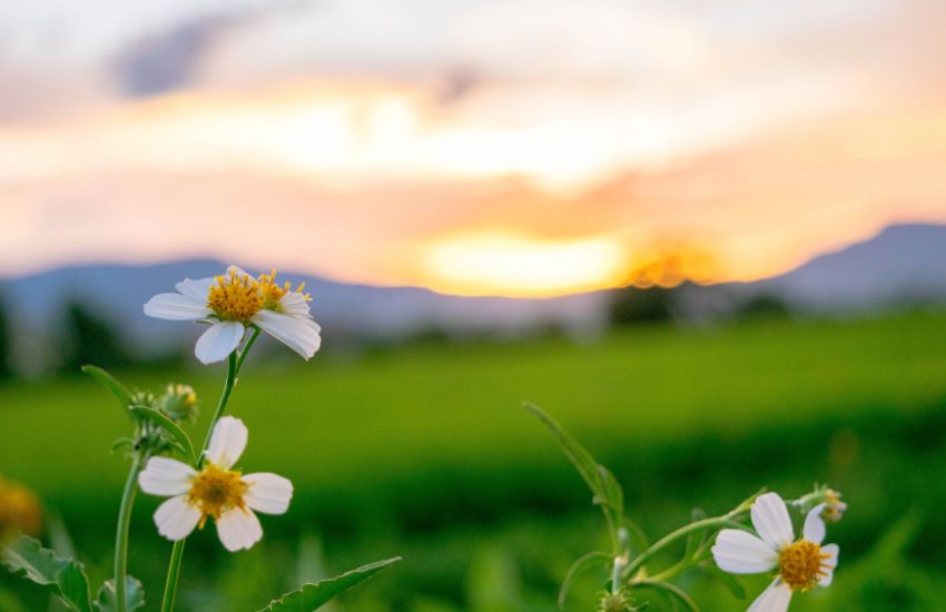 onzekerheid overwinnen door te schrijven in de natuur