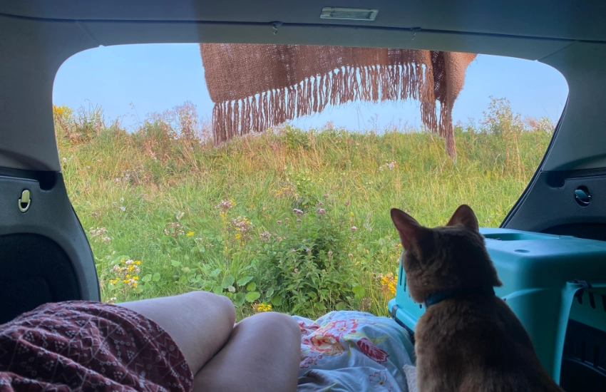 kamperen met mijn kat