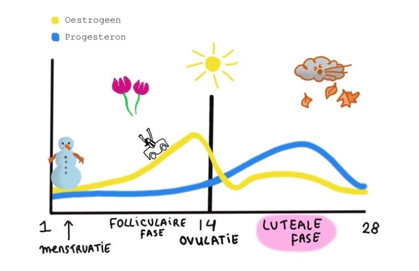 Chart of the menstrual cycle and luteal phase to better understand symptoms